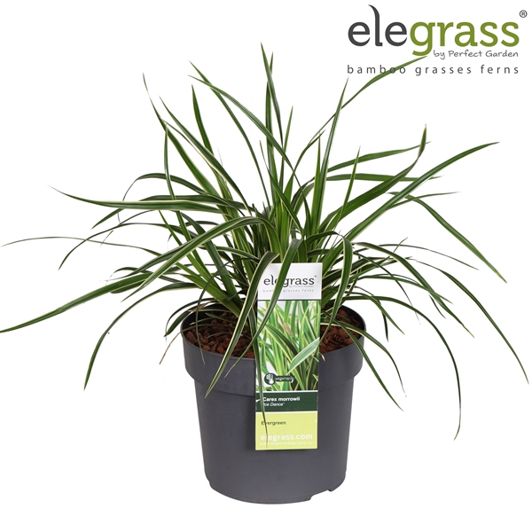 <h4>Carex morrowii 'Ice Dance' P19</h4>