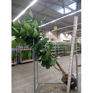 Ficus lyrata