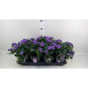 Heliotropium arbor. 'Nautilus Blue'