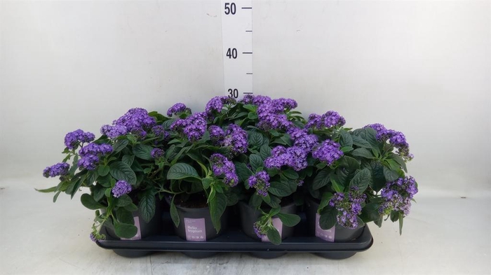 <h4>Heliotropium arbor. 'Nautilus Blue'</h4>