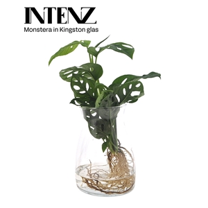 Monstera adansonii 12cm in Kingston glas - levertijd: 24 uur