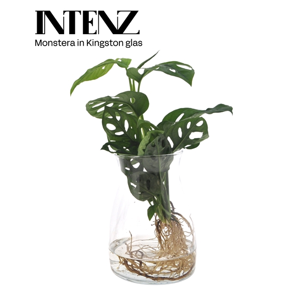 <h4>Monstera obliqua ('Leichtlinii')</h4>