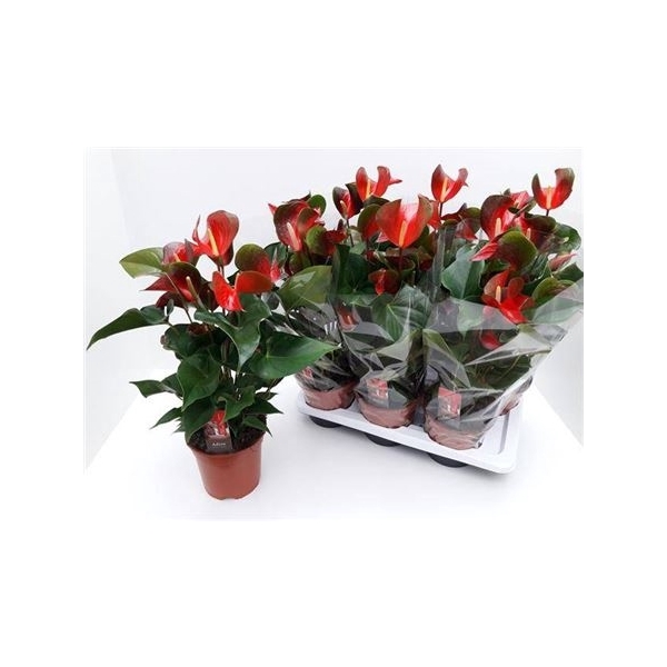 <h4>Anthu Dynamite Red 6-8 Bloemen+</h4>