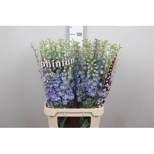 Delph Du Ov L. Blauw