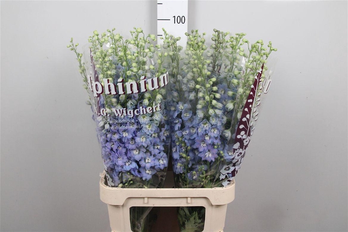 <h4>Delph Du Ov L. Blauw</h4>
