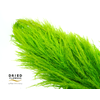 Dried Cortaderia Sacuara Olive