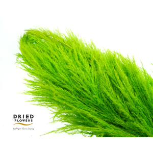 Dried Cortaderia Sacuara Olive