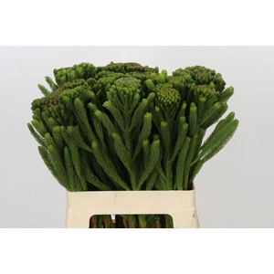 Kaaps Groen Albigreen