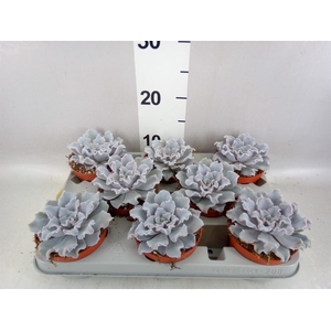 Echeveria   ...