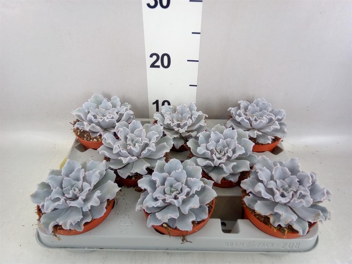<h4>Echeveria ...</h4>
