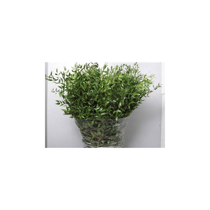 <h4>RUSCUS LANG</h4>