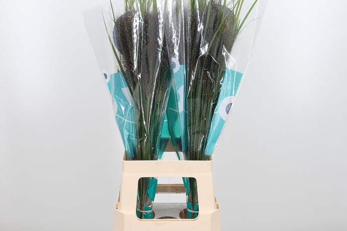 <h4>Penni Black Fox</h4>