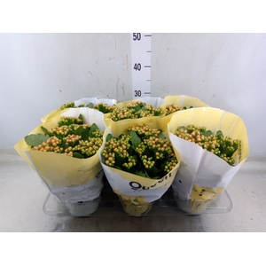Kalanchoe  'MoreFlow Lausanne'