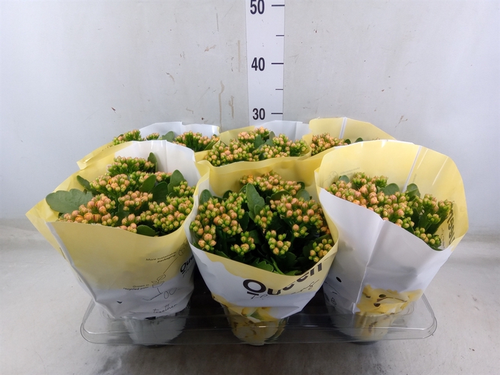 <h4>Kalanchoe  'MoreFlow Lausanne'</h4>