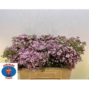 CHAME UN JUPITER SOL