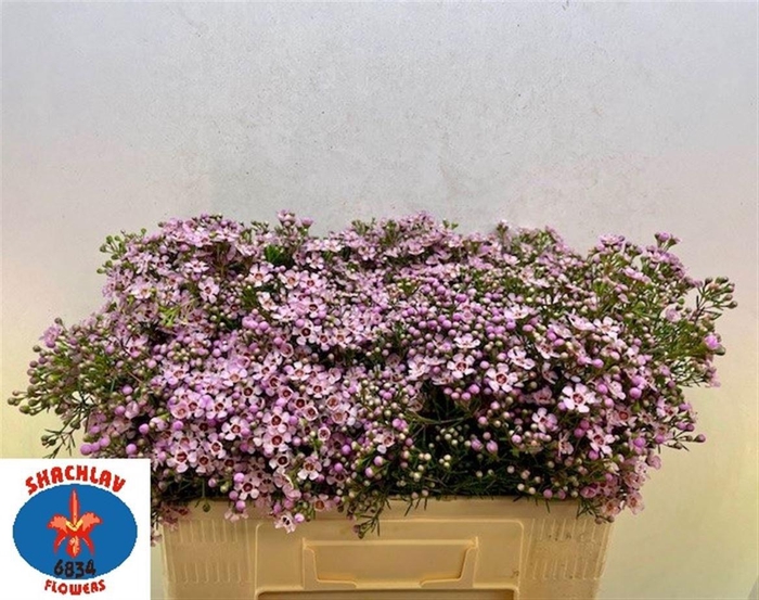 <h4>CHAME UN JUPITER SOL</h4>