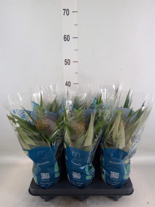 <h4>Ananas 'Mi Amigo'</h4>