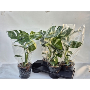 MONSTERA DEL THAI CO