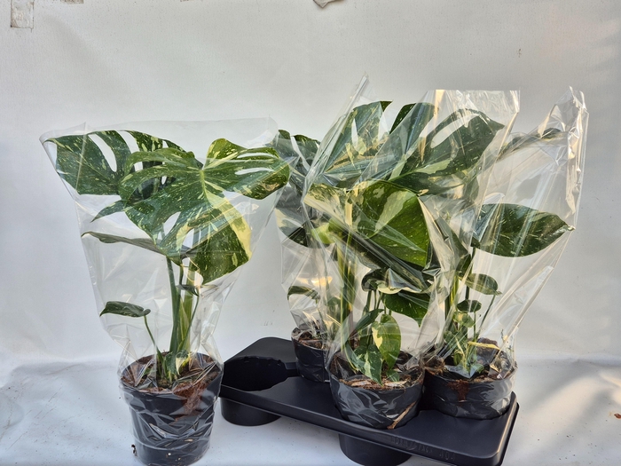 <h4>MONSTERA DEL THAI CO</h4>