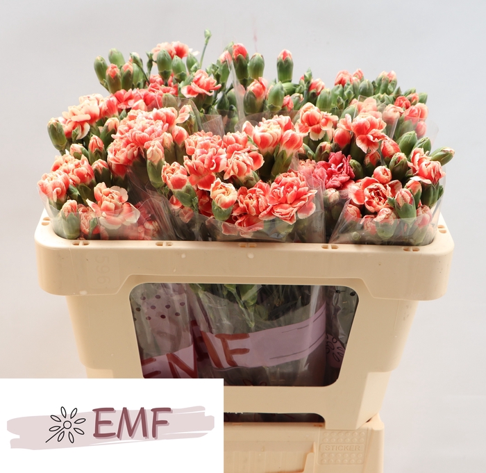 <h4>DI TR BALADA</h4>