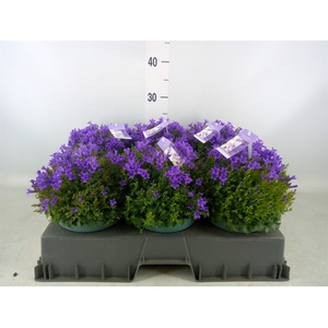 Campanula porten.