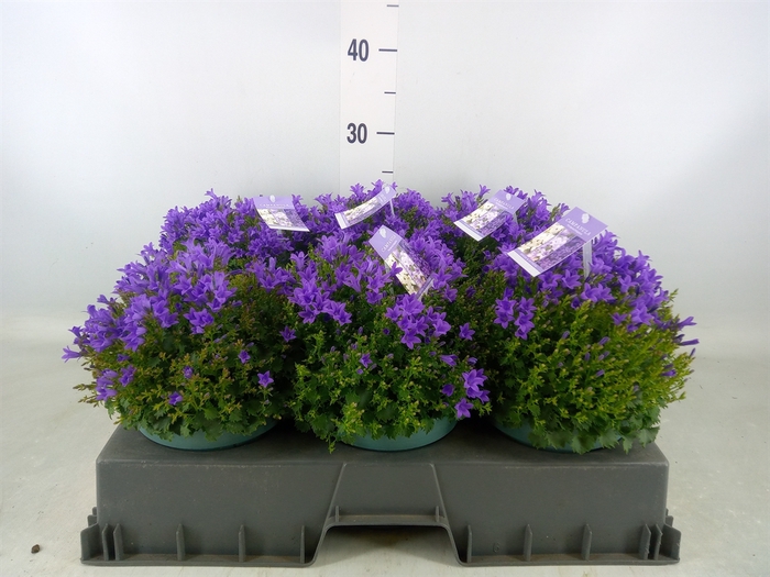<h4>Campanula porten.</h4>