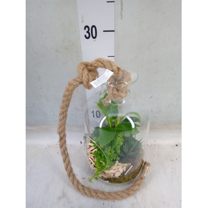 Arr.   Kamerplant Groen L%