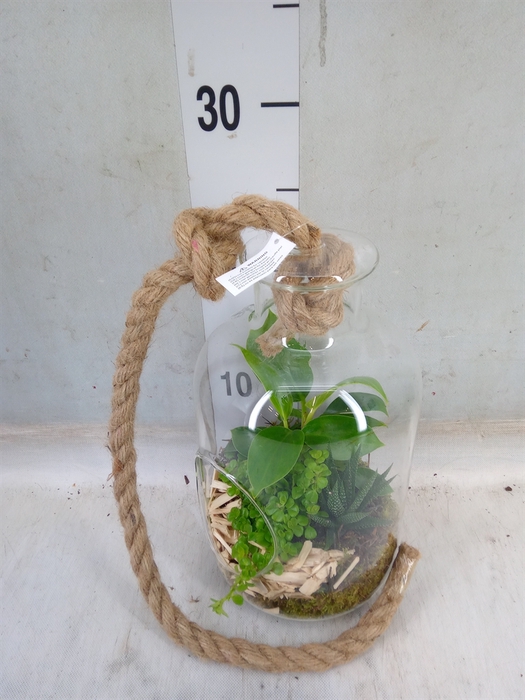 <h4>Arr.   Kamerplant Groen L%</h4>