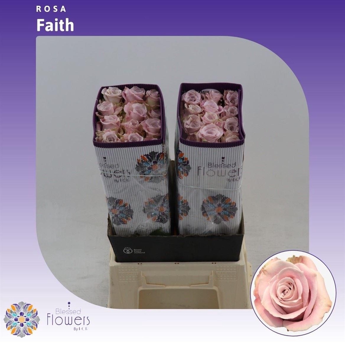 <h4>Rosa gr Faith</h4>
