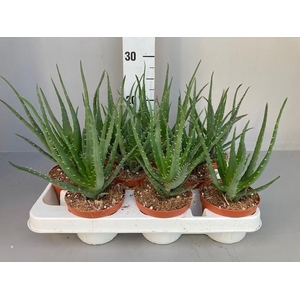 Aloe arborescens Mohawk 10.5