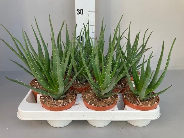 <h4>Aloe arborescens Mohawk 10.5</h4>