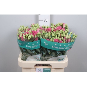 Eus G Alissa Rose Pink