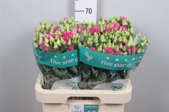 <h4>Eus G Alissa Rose Pink</h4>