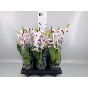 Phalaenopsis multi. 'FC Safe Haven'