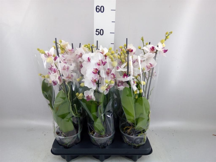<h4>Phalaenopsis multi. 'FC Safe Haven'</h4>