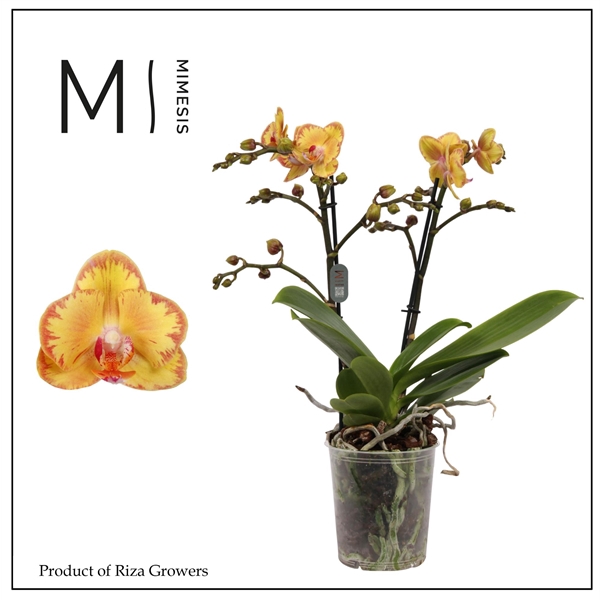 <h4>Mimesis Phal. Limpopo - 2 spike 12cm</h4>