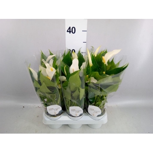 Anthurium  'Banderola Cava'