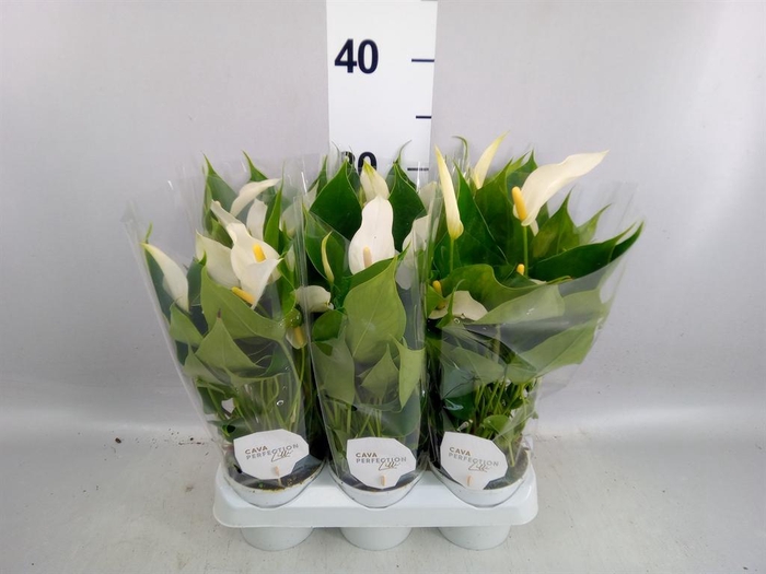 <h4>Anthurium  'Banderola Cava'</h4>