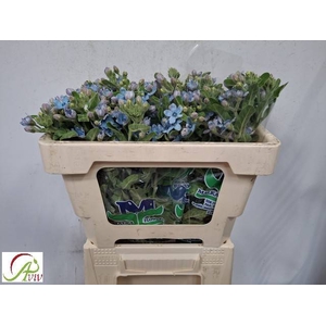 OXYPETAL TAN PUR BLU