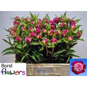 Paeonia Lactiflora Grp 'White Cap'