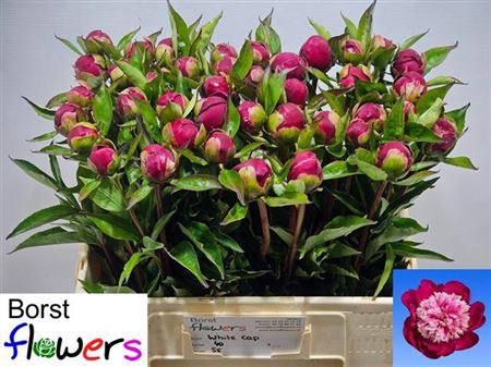 <h4>Paeonia Lactiflora Grp 'White Cap'</h4>