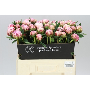 Paeonia Sarah Bernhardt