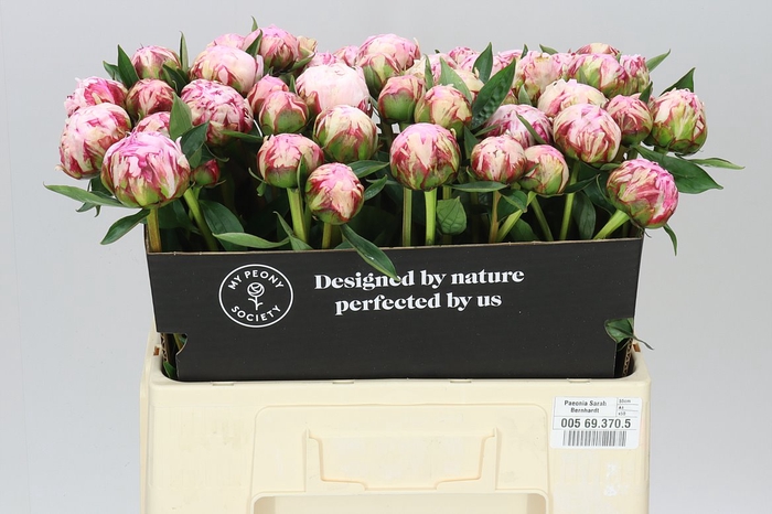 <h4>Paeonia Sarah Bernhardt</h4>