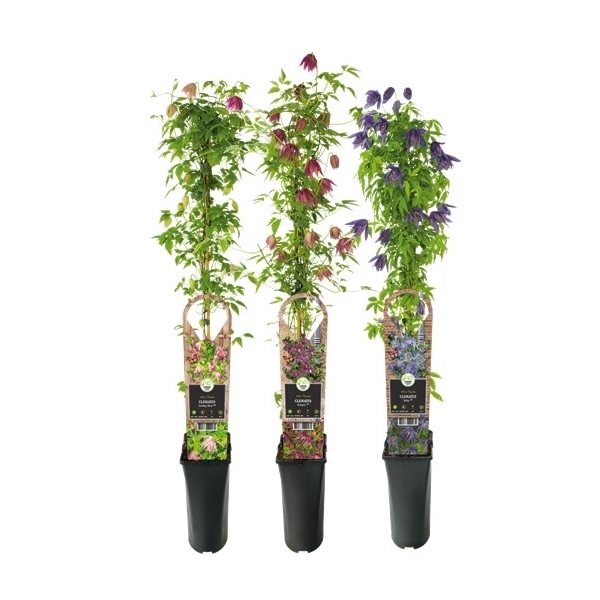 <h4>Mix CC Clematis Promo +3.0 label</h4>