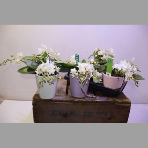 Phal Wildz White In Keramiek