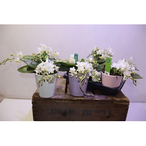 arr8 Phal Wildz White In Keramiek