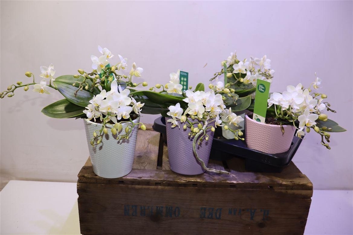 <h4>arr8 Phal Wildz White In Keramiek</h4>