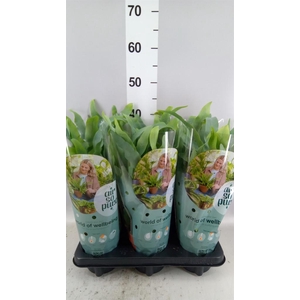 Phlebodium aureum 'Blue Star'