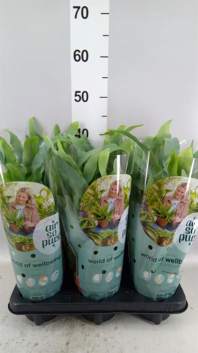 <h4>Phlebodium aureum 'Blue Star'</h4>