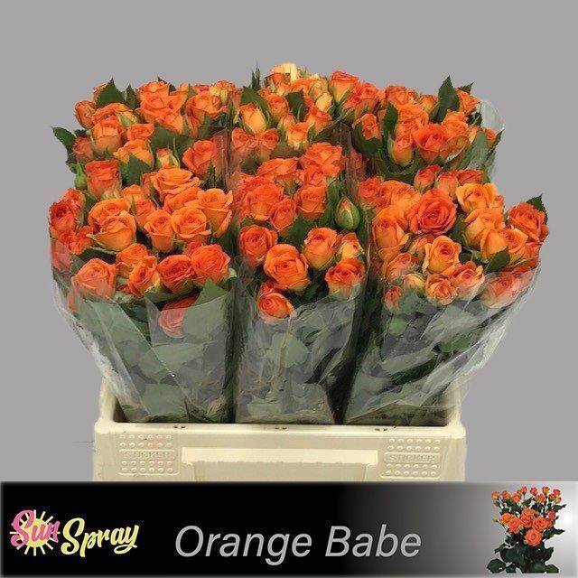 <h4>Rosa spray babe</h4>
